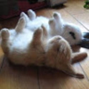 Meet your Posher, Holly